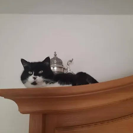 Apartment Meli's Gaestezimmer - - Wohnen Mit 2 Katzen Rohrdorf (Bavaria)